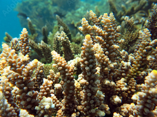 Thriving coral reef alive with marine life and shoals of fish,
