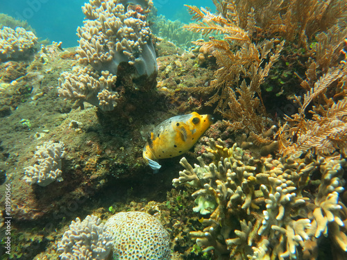 Thriving  coral reef alive with marine life and shoals of fish 