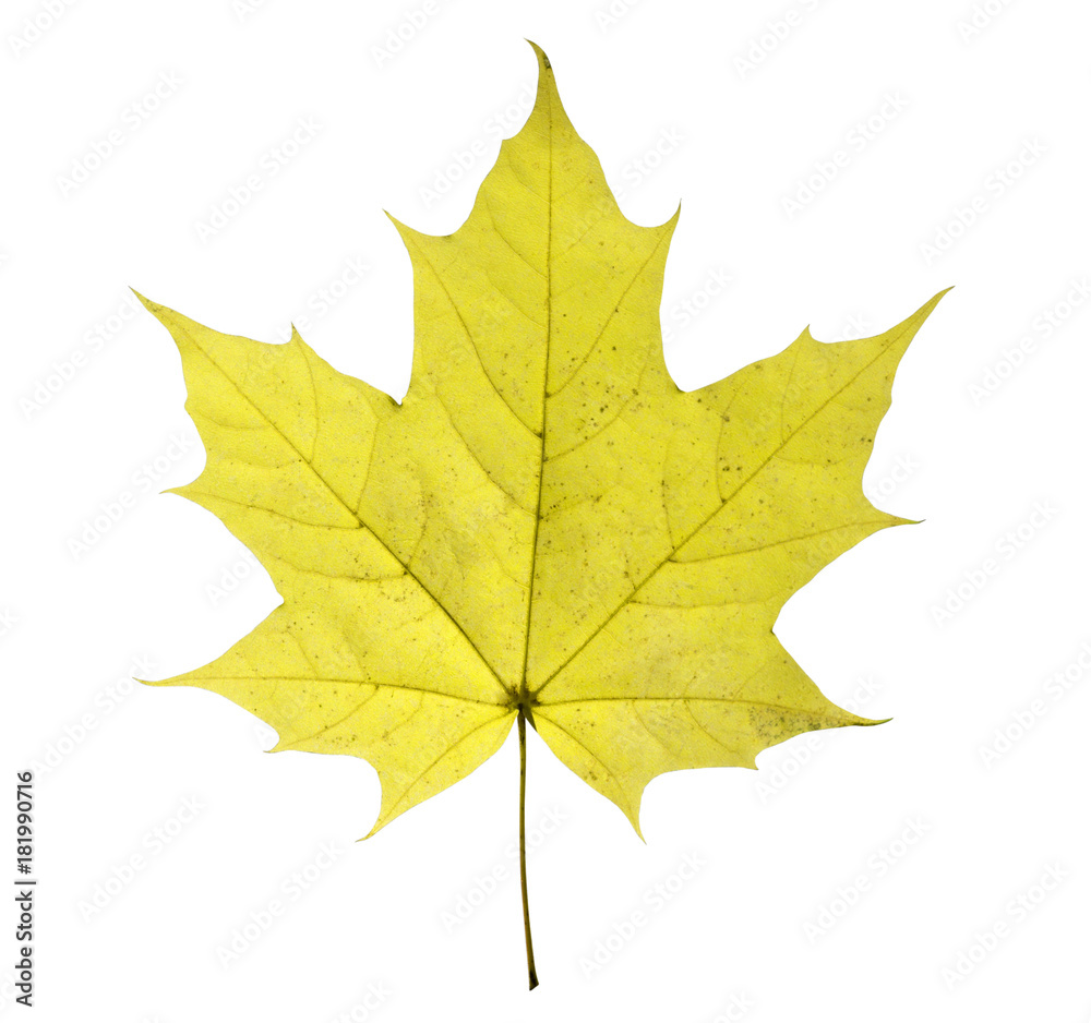 Obraz premium maple leaf isolated on white background