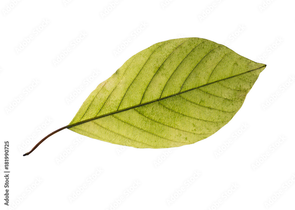 Obraz premium birch leaf isolated on white background