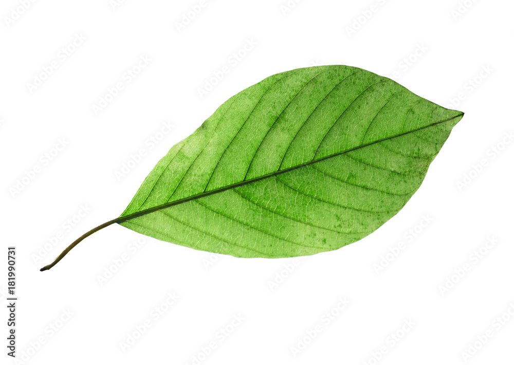 Obraz premium birch leaf isolated on white background