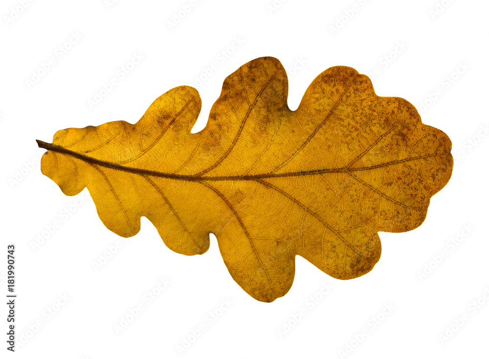 Fototapeta premium Oak leaf isolated on white background