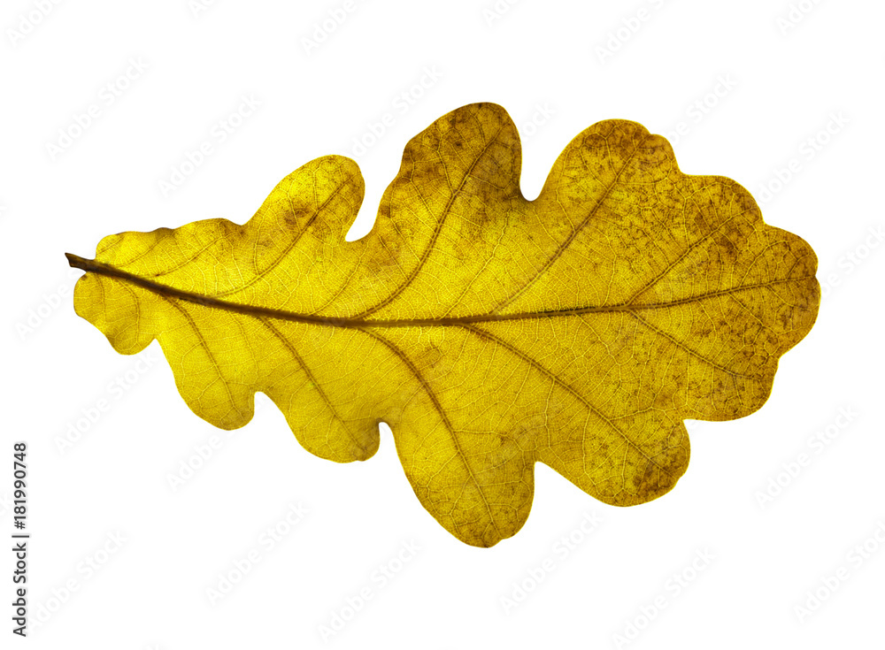 Fototapeta premium Oak leaf isolated on white background