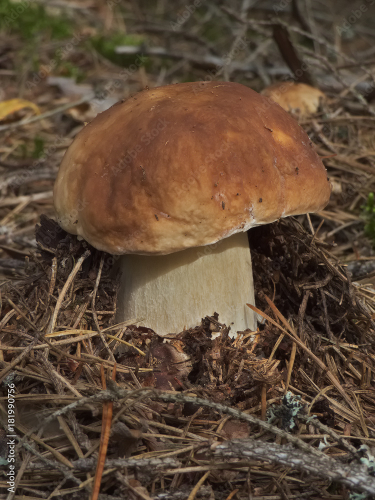 Boletus edulis mushroom among dry needles Boletus edulis mushroom among dry needles