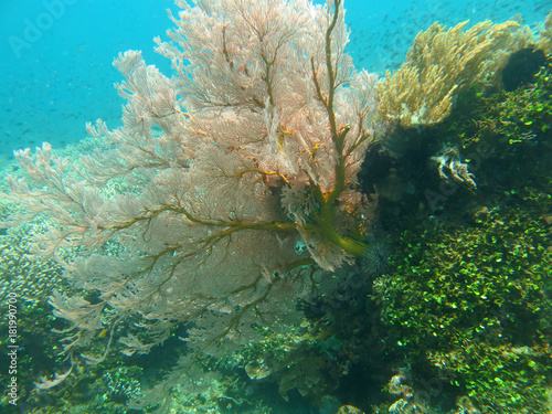 Thriving coral reef alive with marine life and shoals of fish,