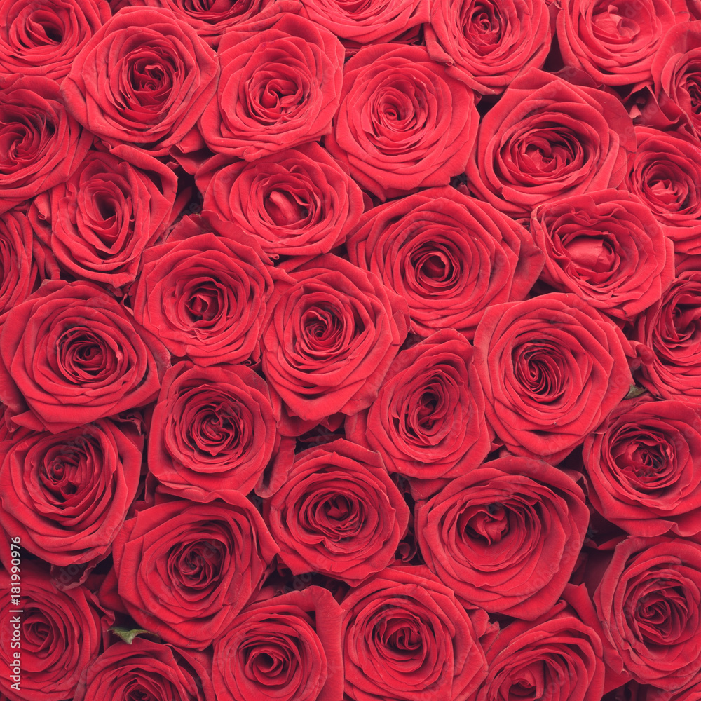 Red roses background Red roses background