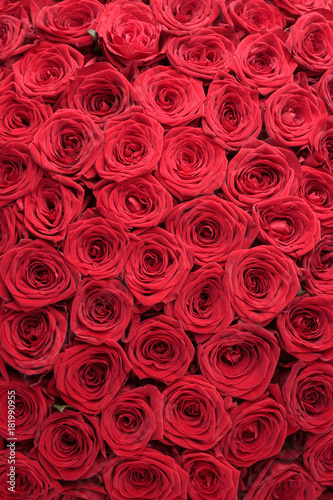 Fototapeta Naklejka Na Ścianę i Meble -  Red roses background