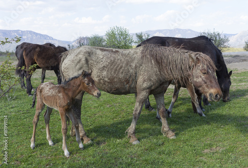 Old dirty horse grazing with a herd in field