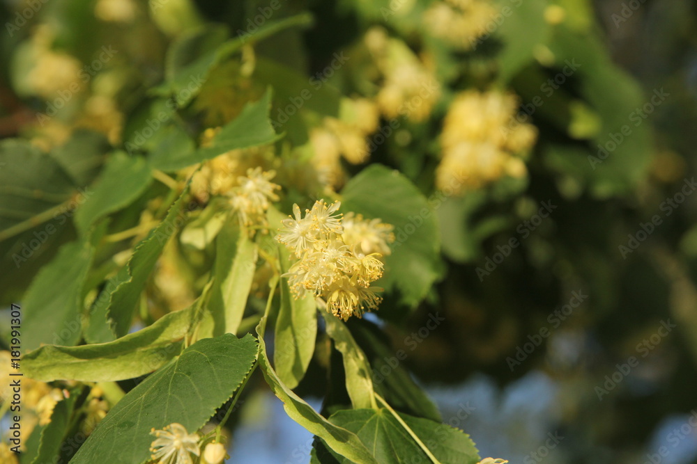 Linden tree in bloom, against a green leave Linden tree in bloom, against a green leave