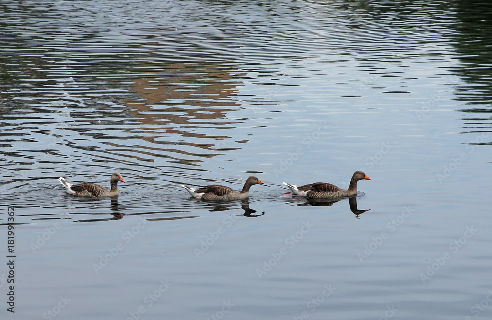 Three beautiful ducks swimming on the lake. Three beautiful ducks swimming on the lake.