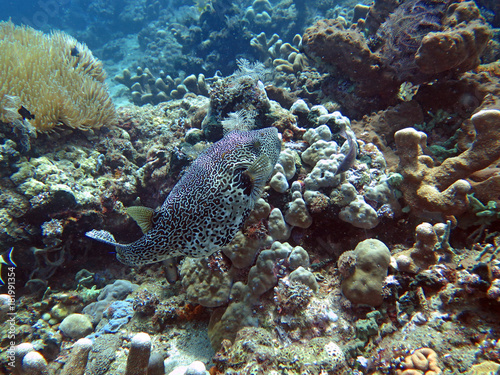 Thriving coral reef alive with marine life and fish  Bali