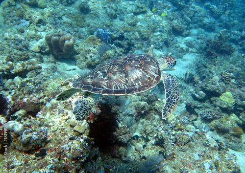 Hawksbill sea turtle current on coral reef island, Bali © Arrows