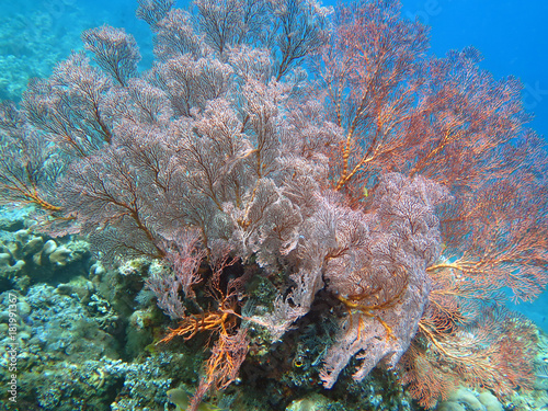 Thriving coral reef alive with marine life and shoals of fish, Bali