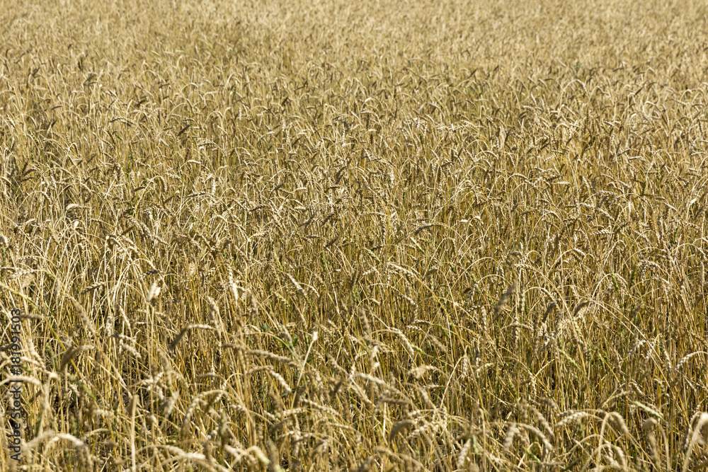 Yellow grain ready for harvest growing in a farm field Yellow grain ready for harvest growing in a farm field