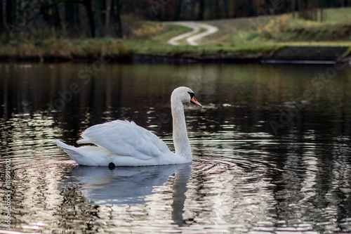 swan on a quiet autumn lake. Autumn season and lake with swan.