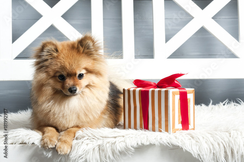 The pomeranian spitz is laying on the white plaid with in red stripes present. Concept of preparation to the NEw Year or Christams © Alex