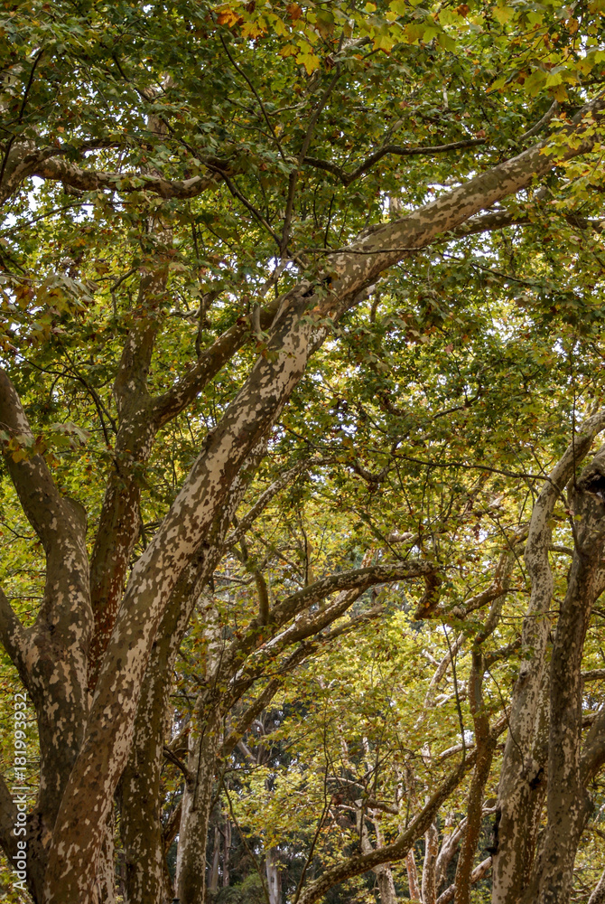 Fototapeta premium Caldas Da Rainha, Portugal
