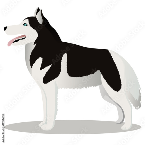 Siberian Husky dog