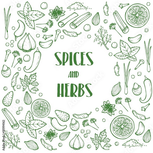 Hand drawn herbs and spices vector healthy natural plants on white background. Illustration for your web design.