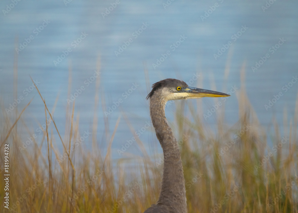 Portrait of a great blue heron in a marsh by the bay Portrait of a great blue heron in a marsh by the bay