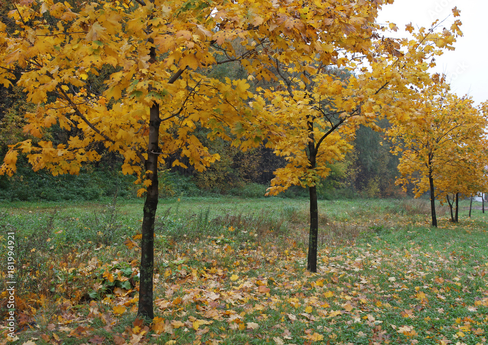 Naklejka premium Young maple trees standing in the alley, autumn landscape