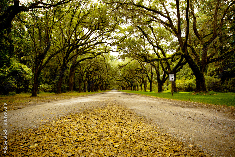 Obraz premium Wormsloe Historic Site