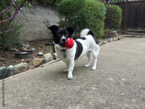 A small white and black dog with floppy ears and a curled tail holding a ball in the side of it's mouth in fenced backyard.