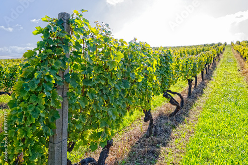 Vineyard at sunny day photo