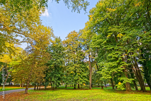 Fototapeta Naklejka Na Ścianę i Meble -  Autumn trees in the park
