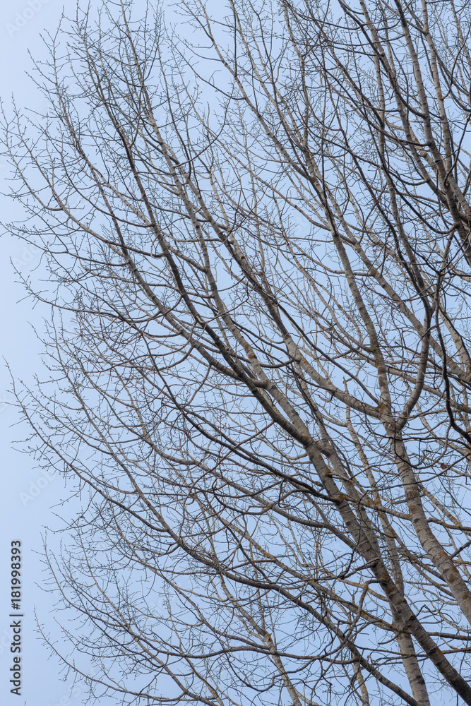 Bare aspen tree branches and blue sky Bare aspen tree branches and blue sky