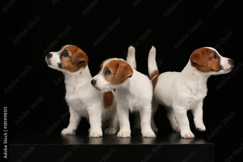 Small dogs. Black background