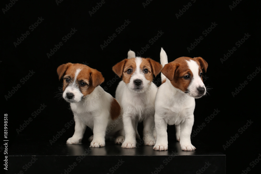 Tiny jack russell terriers. Black background