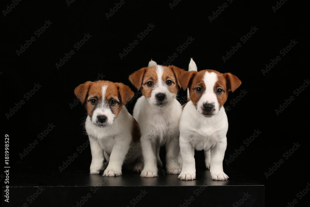 Jack russell terriers looking into the camera. Black background Jack russell terriers looking into the camera. Black background