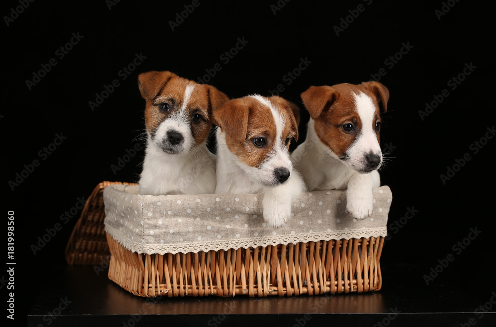 Baby dogs in basket. Close up. Black background