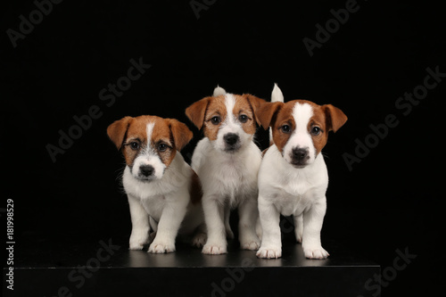 Jack russell terriers looking into the camera. Black background
