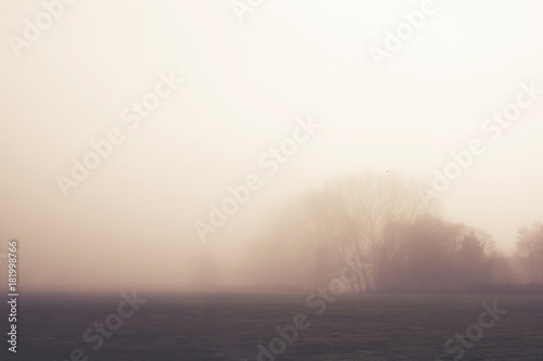 Misty morning woodland with soft focus trees in the distance.