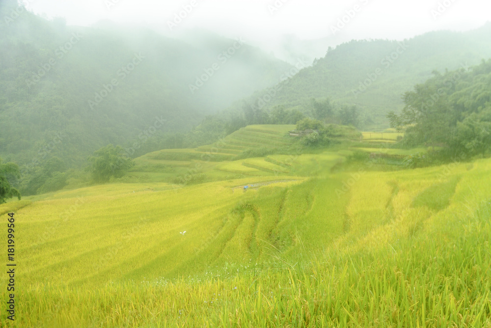 scenery with rice fields in terraces under the rain and the fog in the Sapa vale in Vietnam.