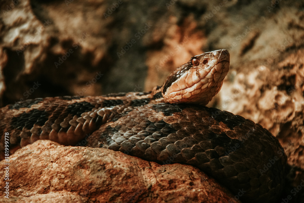 snake mexican animal in Chiapas Mexico snake mexican animal in Chiapas Mexico
