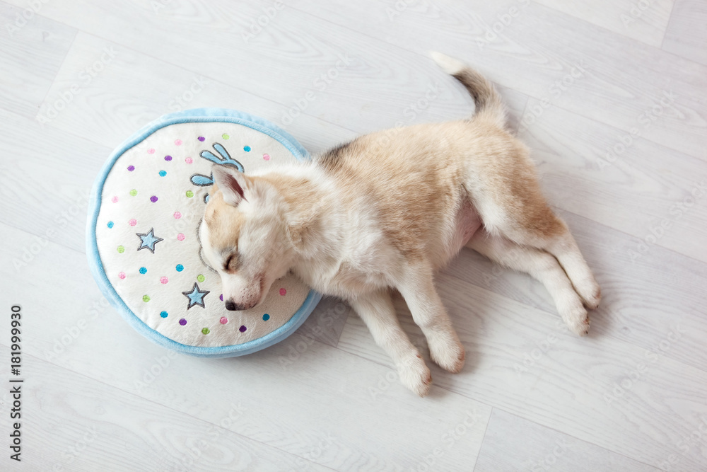 Fotografie Little puppy sleeping