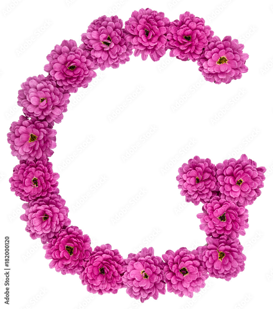 Letter G, alphabet from flowers of chrysanthemum, isolated on white background
