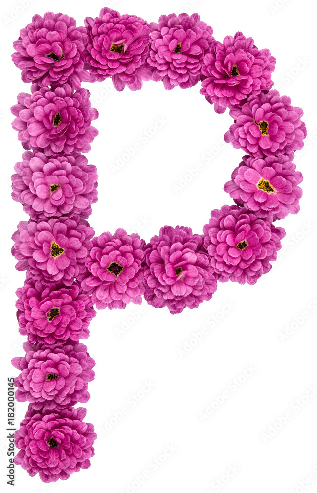 Letter P, alphabet from flowers of chrysanthemum, isolated on white background Letter P, alphabet from flowers of chrysanthemum, isolated on white background