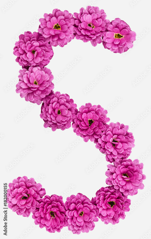 Letter S, alphabet from flowers of chrysanthemum, isolated on white background