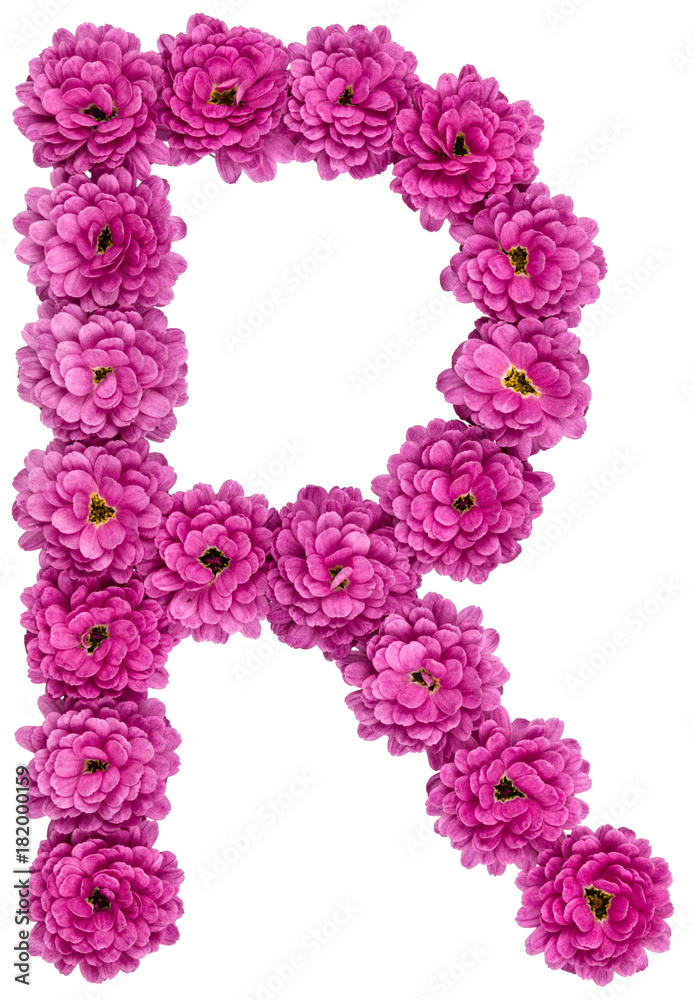 Letter R, alphabet from flowers of chrysanthemum, isolated on white background Letter R, alphabet from flowers of chrysanthemum, isolated on white background