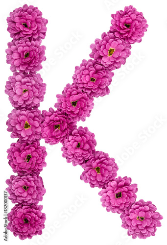 Letter K, alphabet from flowers of chrysanthemum, isolated on white background