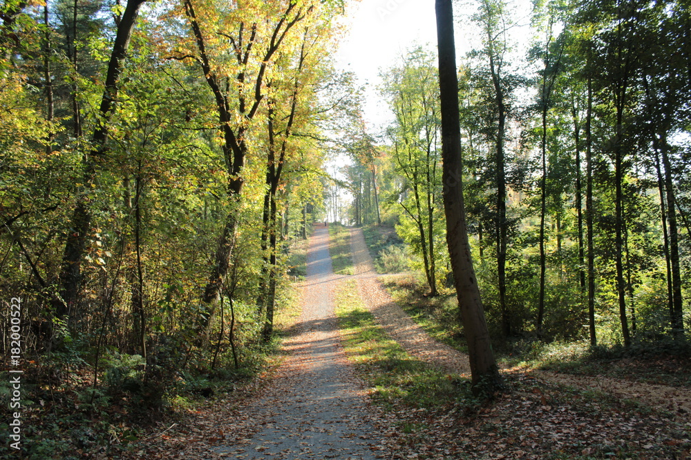 Wald Wald