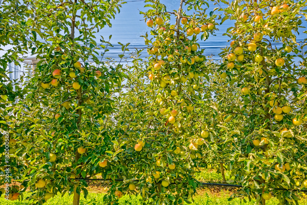 Apple orchard harvest time