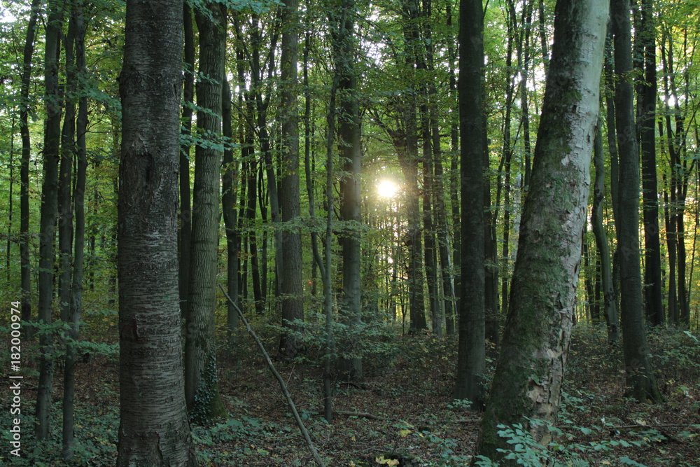 Naklejka premium Wald