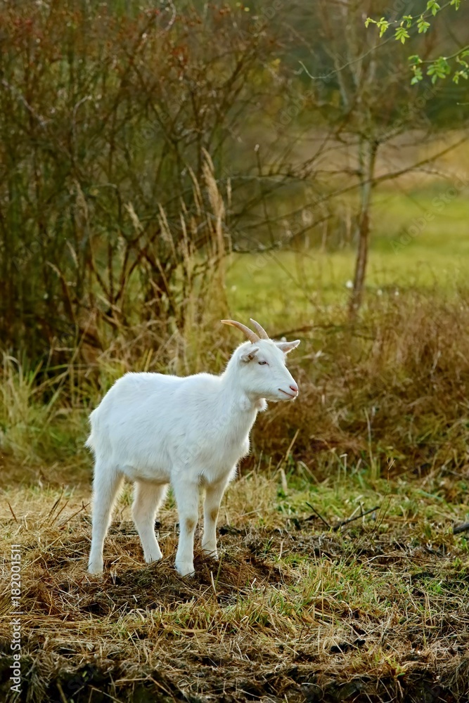 Vertical image of young white goat standing on pasture alone with green background Vertical image of young white goat standing on pasture alone with green background