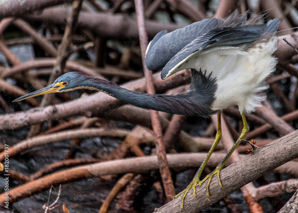 Fototapeta premium Bird Heron tricolored in mangroves habitat