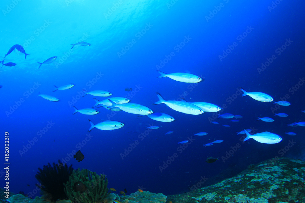 Coral reef and fish Coral reef and fish